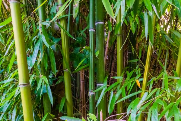 Cost of Bamboo Trimming in Roseville