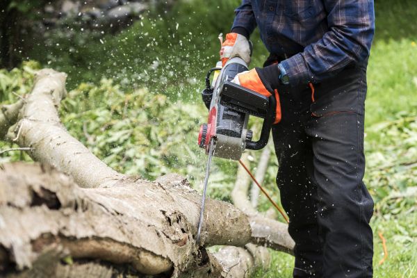 Cost of Branch Removal Service in Roseville