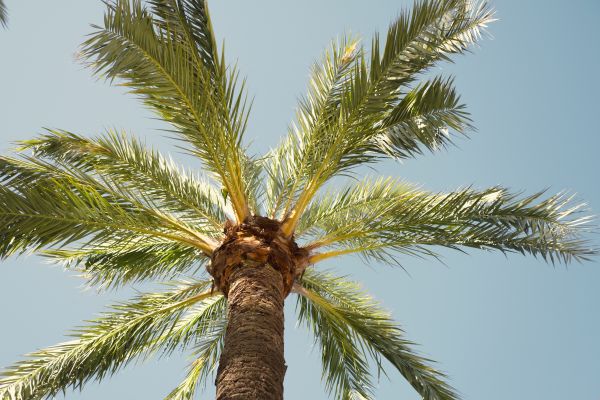 Palm Tree Pruning in Roseville