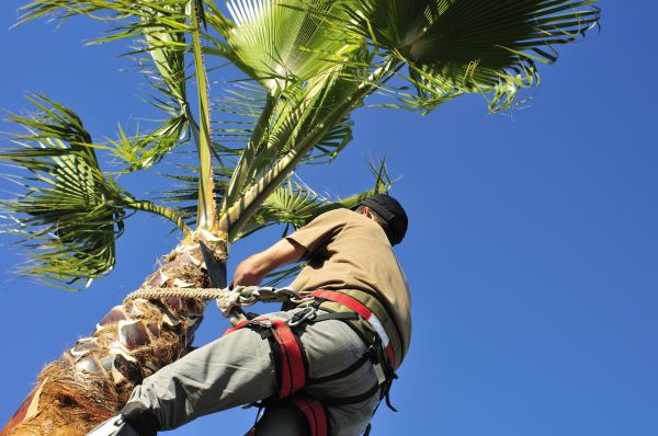 Palm Tree Trimming in Roseville