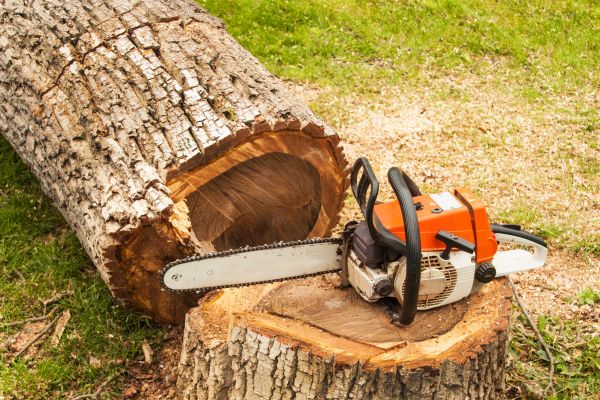 Tree Cutting Service in Roseville