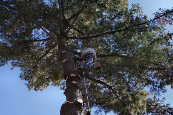 Cost of Trimming Service in Roseville