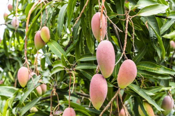 Cost of Mango Tree Trimming in Roseville