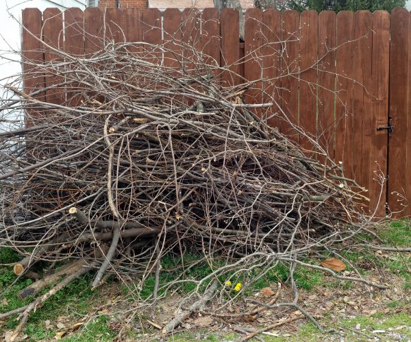 Cost of Dead Branch Removal in Roseville