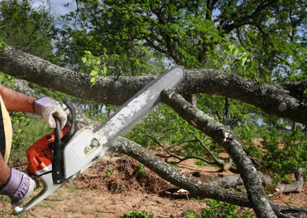 Cost of Tree Branch Cutting in Roseville