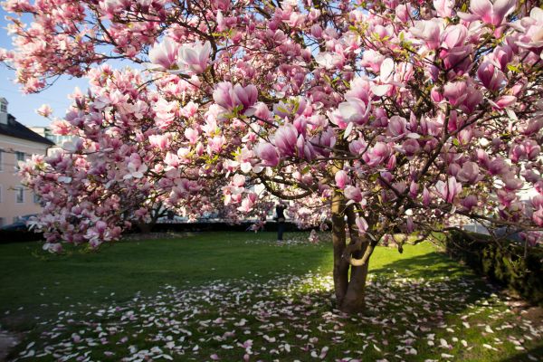 Cost of Ornamental Tree Pruning in Roseville