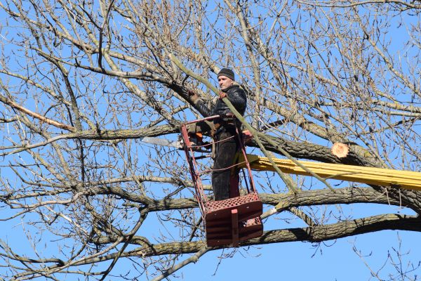 Cost of Emergency Tree Trimming in Roseville