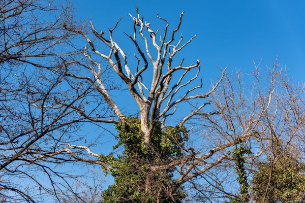 Cost of Deadwood Removal in Roseville