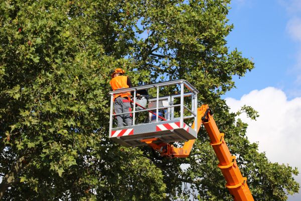 Commercial Tree Service in Roseville