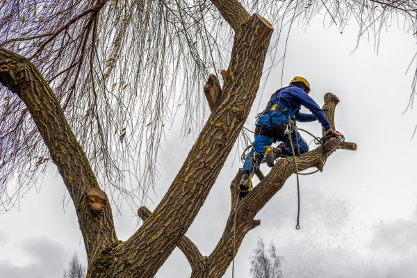 Cost of Tree Maintenance Service in Roseville