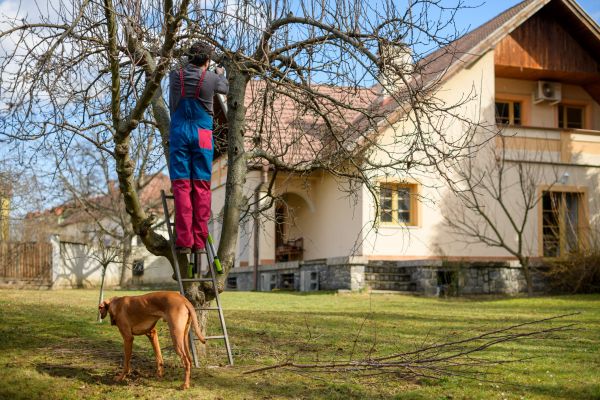 Cost of Residential Tree Trimming in Roseville