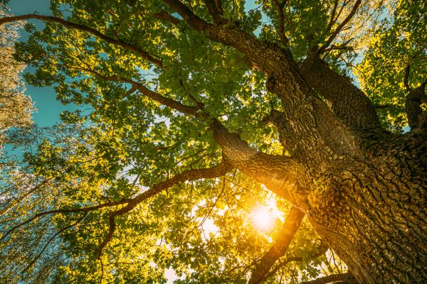 Cost of Oak Tree Pruning in Roseville
