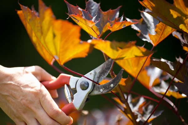 Cost of Maple Tree Pruning in Roseville