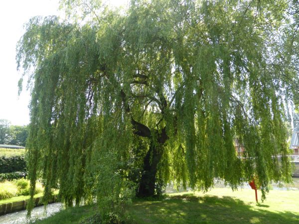 Cost of Willow Tree Trimming in Roseville