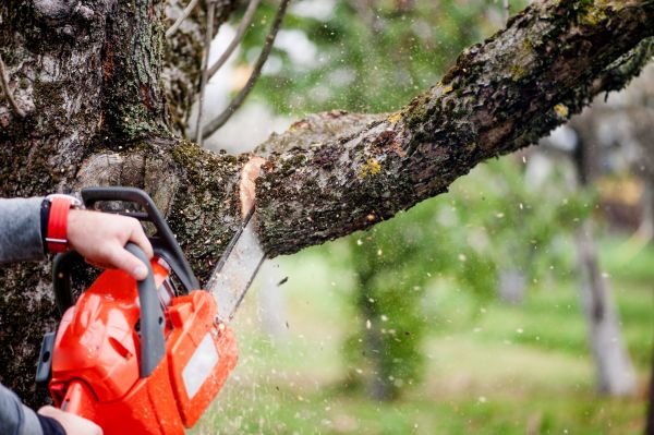 Cost of Tree Limbs Removal in Roseville