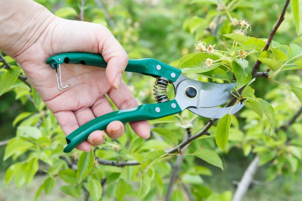 Cost of Pear Tree Pruning in Roseville