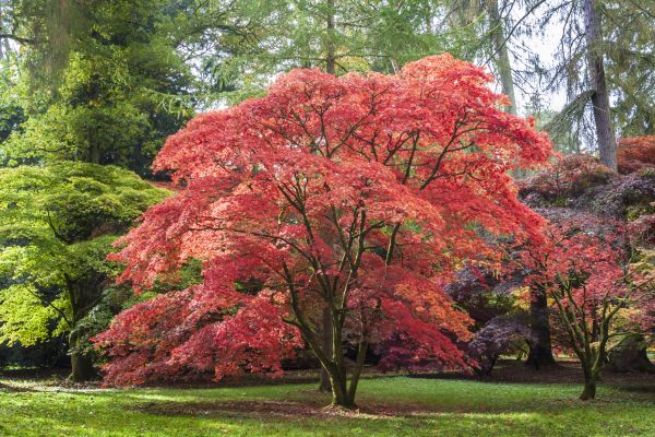 Japanese Maple Pruning in Roseville