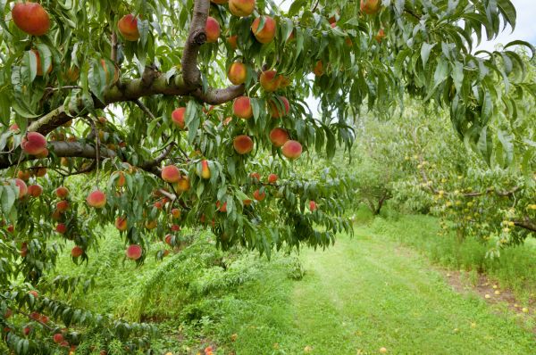 Cost of Peach Tree Pruning in Roseville
