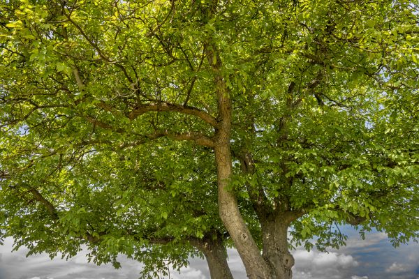 Cost of Walnut Tree Trimming in Roseville