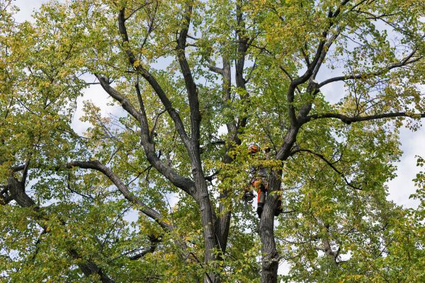Cost of Tree Crown Shaping in Roseville