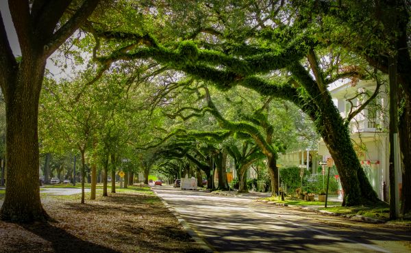 Cost of Tree Canopy Thinning in Roseville