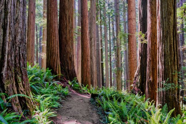 Cost of Redwood Tree Trimming in Roseville