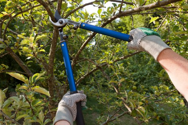 Cost of Residential Tree Pruning in Roseville
