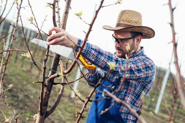 Cost of Orchard Tree Pruning in Roseville