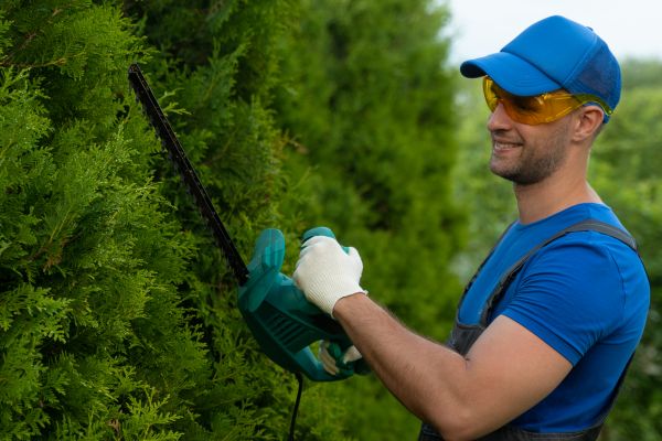 Cost of Tree Shaping Service in Roseville