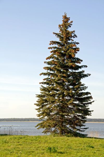 Cost of Spruce Tree Pruning in Roseville