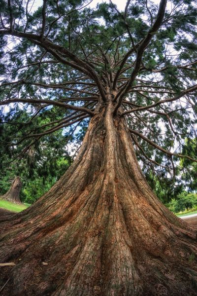 Cost of Cedar Tree Pruning in Roseville
