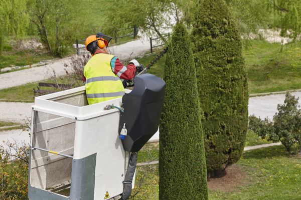Cost of Cypress Tree Pruning in Roseville