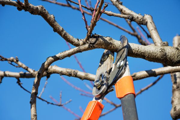 Peach Tree Trimming in Roseville