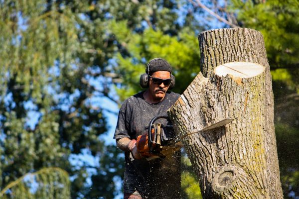 Cost of Ash Tree Pruning in Roseville