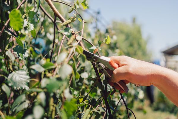 Cost of Birch Tree Pruning in Roseville