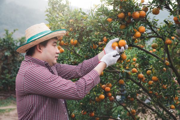 Cost of Orange Tree Pruning in Roseville