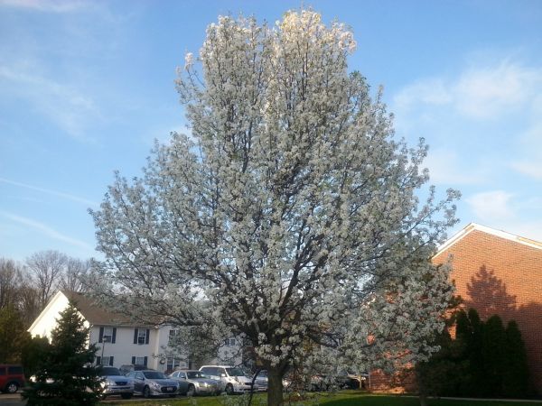 Cost of Bradford Pear Tree Pruning in Roseville