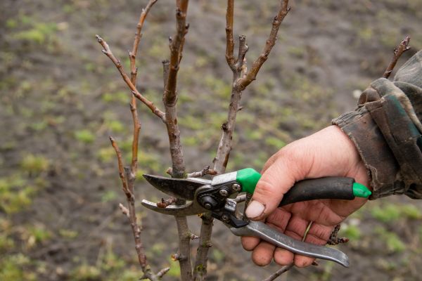 Cost of Pear Trees Pruning in Roseville