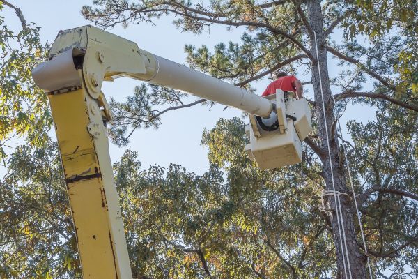Cost of Limbs Trimming in Roseville
