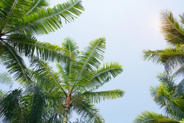 Cost of Queen Palm Tree Trimming in Roseville