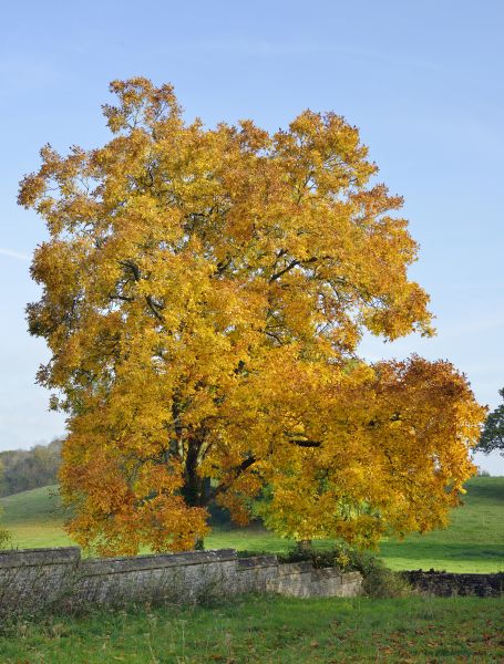 Cost of Hickory Tree Trimming in Roseville