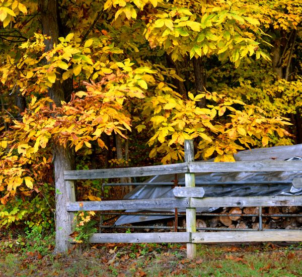 Cost of Hickory Tree Pruning in Roseville