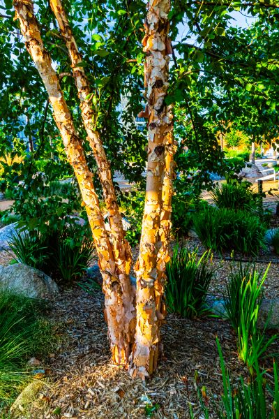 Cost of River Birch Trimming in Roseville