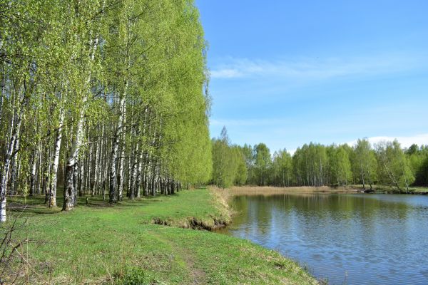 Cost of River Birch Pruning in Roseville