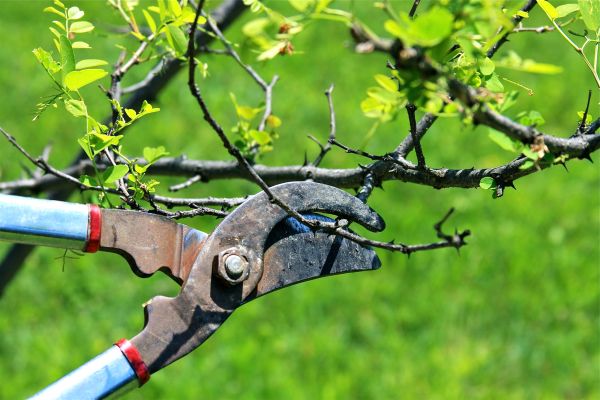 Cost of Branches Pruning in Roseville