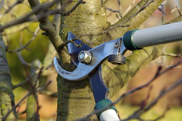 Cost of Tree Limb Trimming Service in Roseville