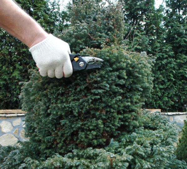 Cost of Ornamental Tree Trimming in Roseville