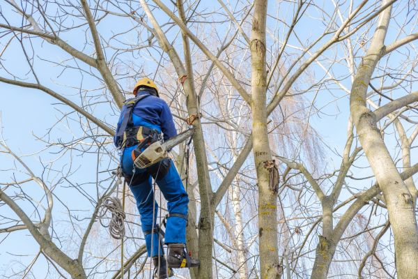Cost of Large Tree Trimming in Roseville