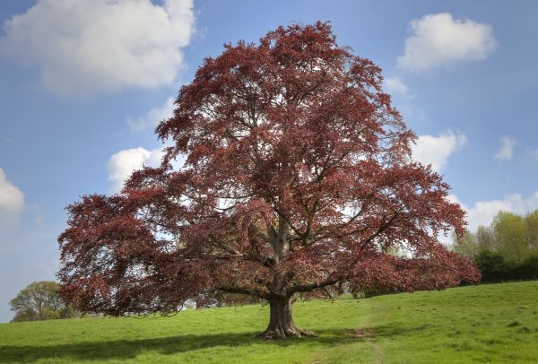 Cost of Beech Tree Pruning in Roseville
