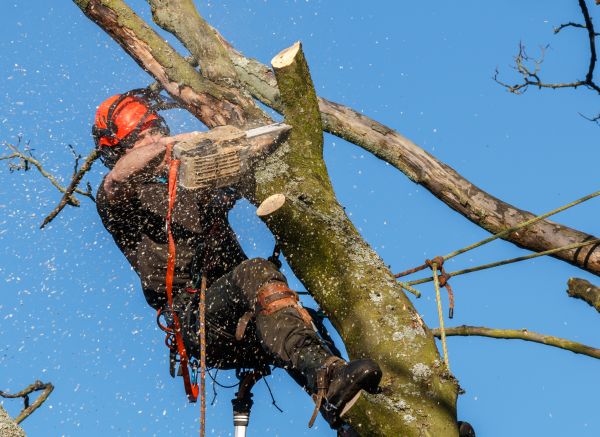 Tree Trimming Service in Roseville